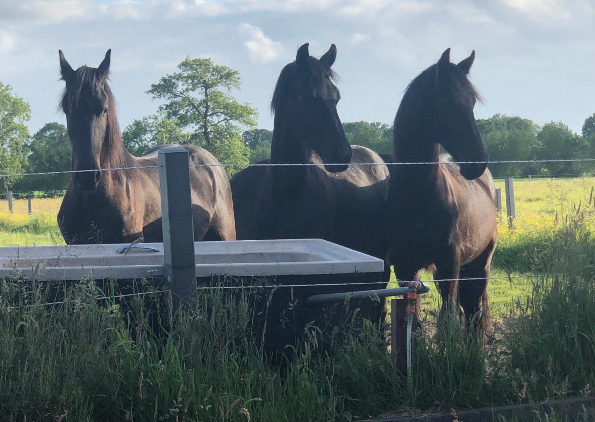 The Black Horse B&B & More Drachten Exterior foto